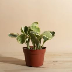 Home Botanicals Peperomia Rubber Live Plants