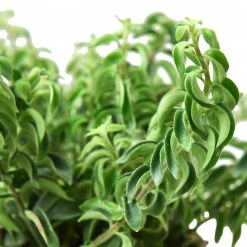 House Plant Dropship Curly Lipstick Plant