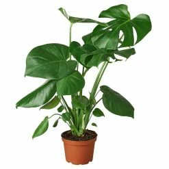 House Plant Dropship Philodendron Monstera Split-Leaf