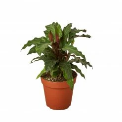 House Plant Dropship Calathea Rufibarba