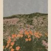New California Poppies Art Print By Chloe Purpero Johnson