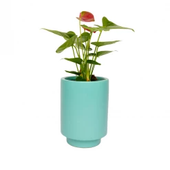 Jungalow® Carribean Green Kaya Pot By Justina Blakeney™