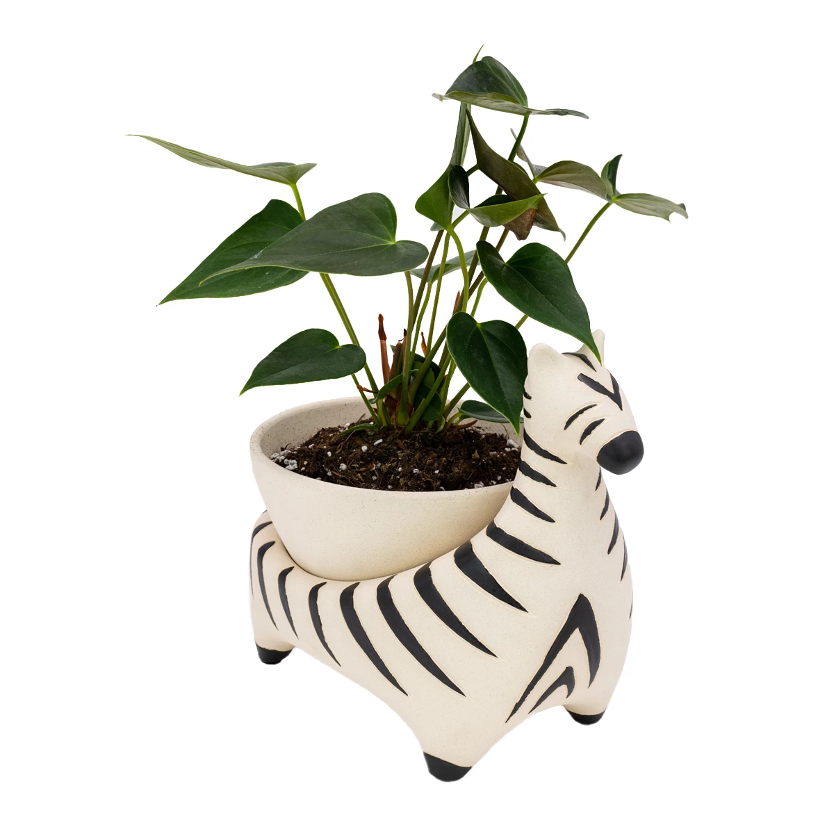 Jungalow® Zebra Savannah Garden Pot By Justina Blakeney™ 5 Jungalow® Zebra Savannah Garden Pot By Justina Blakeney™