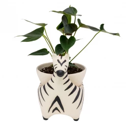 Jungalow® Zebra Savannah Garden Pot By Justina Blakeney™ 15 Jungalow® Zebra Savannah Garden Pot By Justina Blakeney™