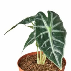 House Plant Dropship Live Plants Alocasia Amazonica
