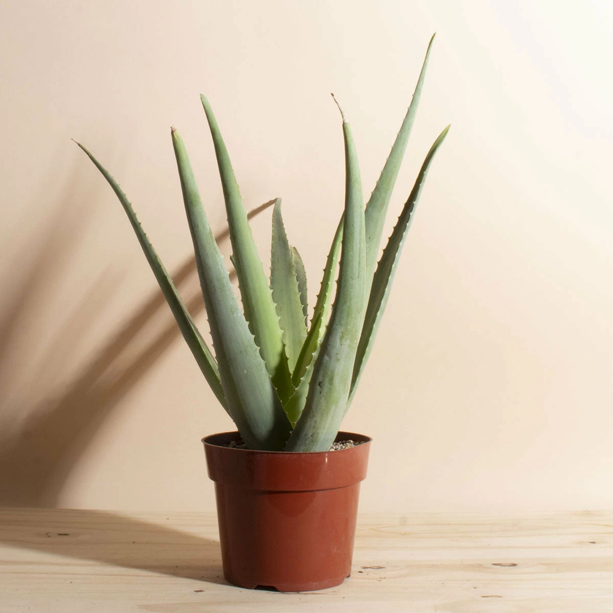 Home Botanicals Aloe Vera Live Plants 4 Home Botanicals Aloe Vera Live Plants