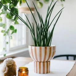 Jungalow® Kaya 2-Piece Ceramic Bowl Planter By Justina Blakeney™ Planters