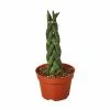 House Plant Dropship Snake Plant Braided Live Plants 1 House Plant Dropship Snake Plant Braided Live Plants