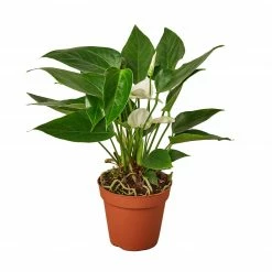House Plant Dropship Anthurium 'White'
