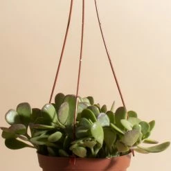 Home Botanicals Trailing Jade Hanging Plant