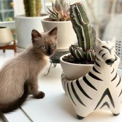 Jungalow® Zebra Savannah Garden Pot By Justina Blakeney™ 12 Jungalow® Zebra Savannah Garden Pot By Justina Blakeney™