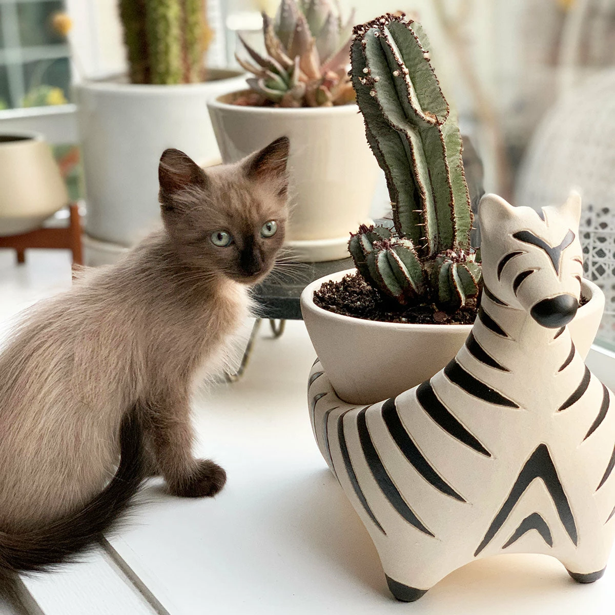 Jungalow® Zebra Savannah Garden Pot By Justina Blakeney™ 6 Jungalow® Zebra Savannah Garden Pot By Justina Blakeney™